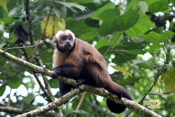 mazon jungle tour in Peru rainforest