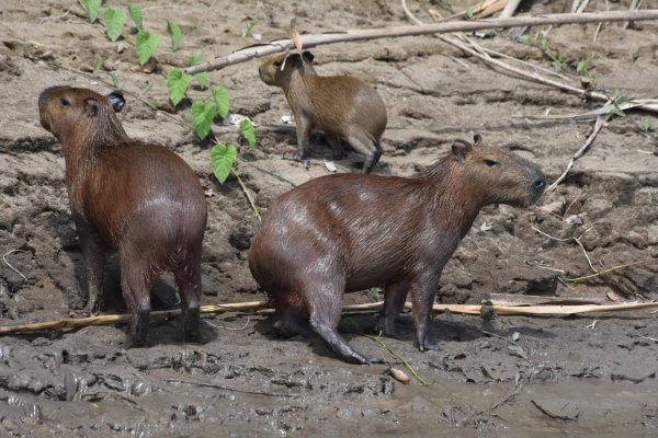 Exploring the Amazon rainforest in Peru