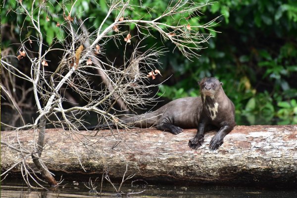 Amazon jungle guided tour