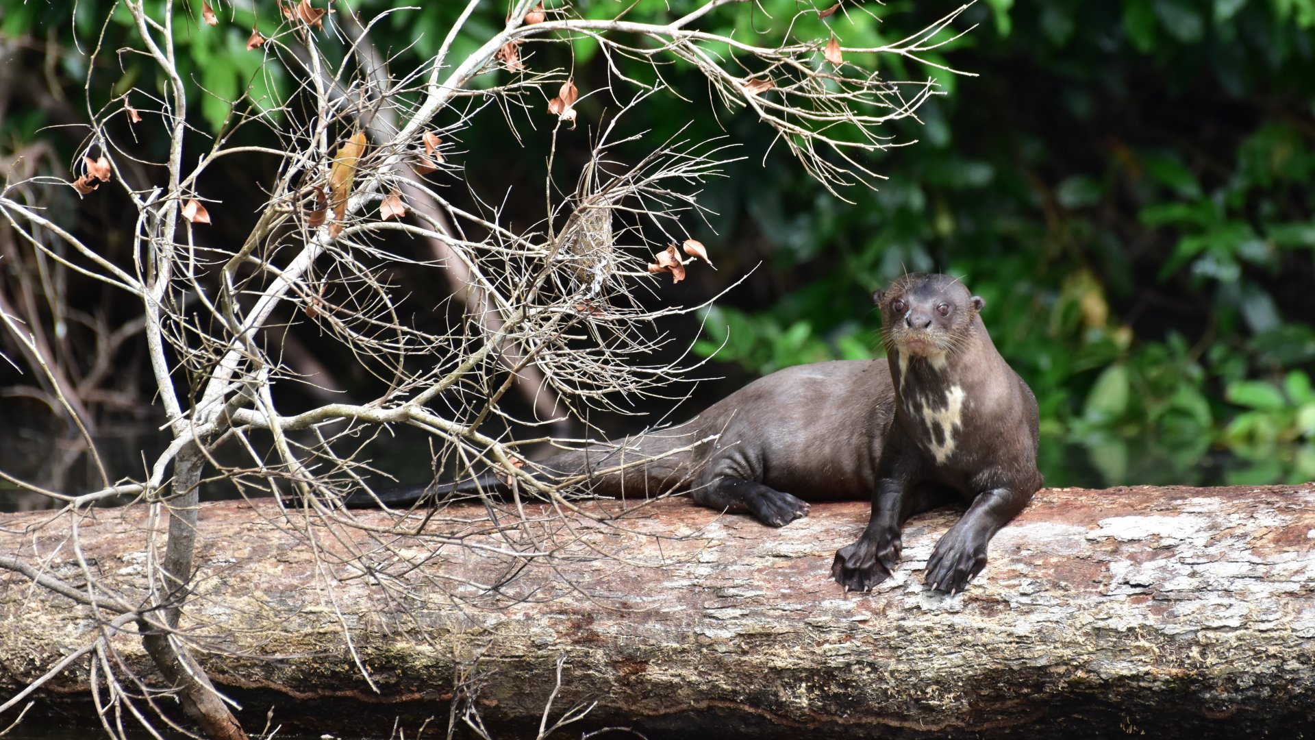 Amazon jungle tours Peru