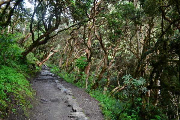 Inca Trail trekking experience in the Andes