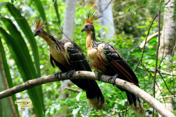 Amazon rainforest landscape in Manu