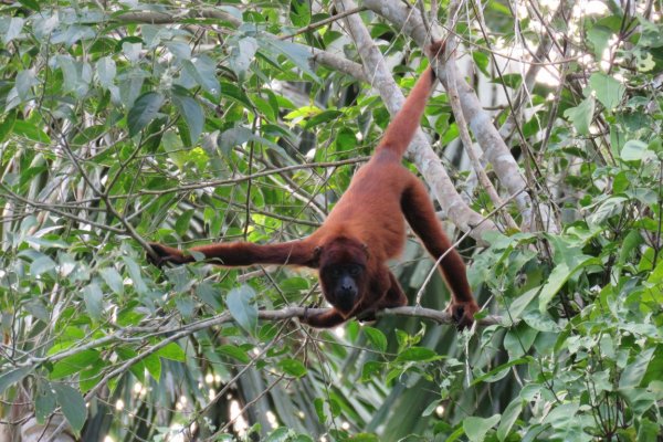 Wildlife habitat in Manu Amazon rainforest