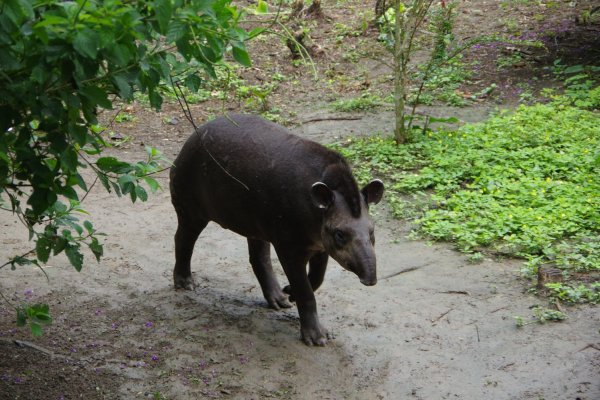 Manu rainforest budget adventure experience