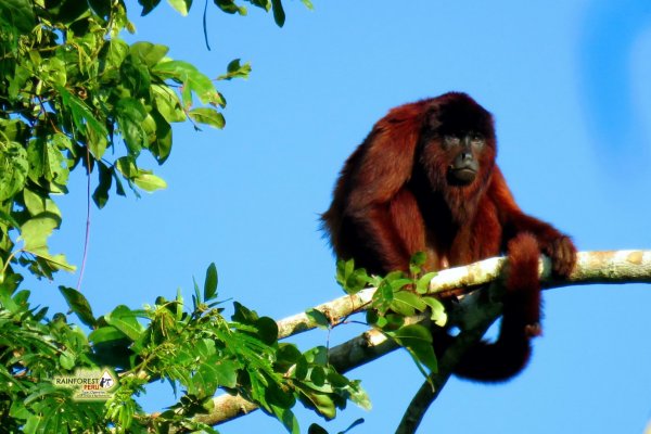 Manu jungle economy adventure tour