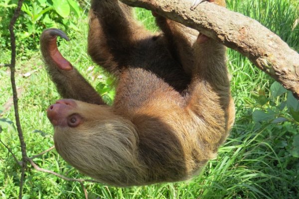 Guided Manu jungle expedition