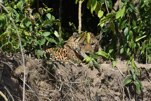 Jaguar resting in Manu Rainforest, Peru.