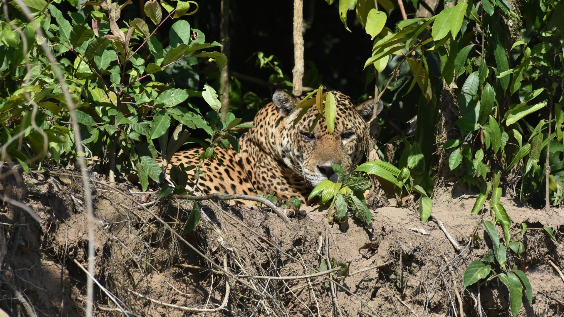Jaguar resting in Manu Rainforest, Peru