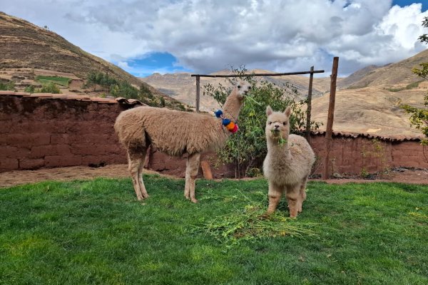 Authentic travel experience in Peru