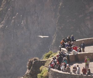 Cañon de Colca todo el día