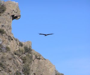 Cañon de colca 2D