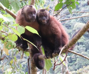 >Manu Amazon Rainforest Expeditions 7D